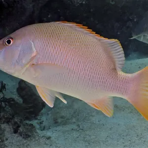 Dogtooth snapper (Lutjanus jocu) Dogtooth snapper (Lutjanus jocu)
