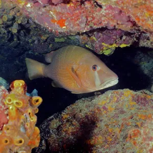 Dogtooth snapper (Lutjanus jocu)