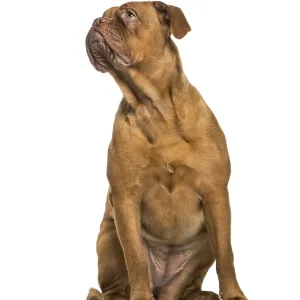 Dogue de Bordeaux sitting in front of white background