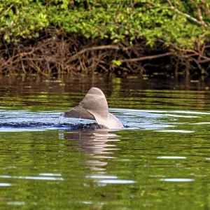A dolphin shows its dorsal fin in a calm river surrounded by green vegetation