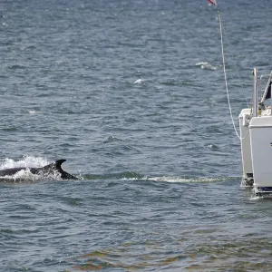A dolphin swims next to a sailing boat in the blue sea