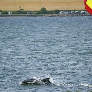 A dolphin swims in the sea while a sailing boat with a colourful flag sails nearby