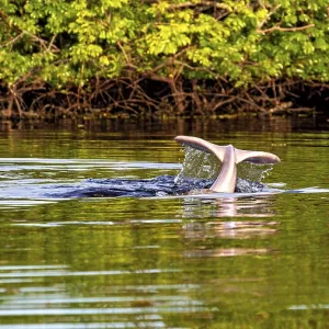 A dolphin tail dives into the calm river water against a lush green backdrop