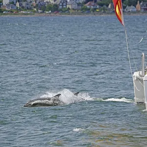 Two dolphins swimming next to a sailing boat in the blue sea