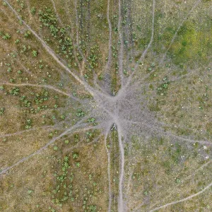 Domestic animal crossing, aerial view