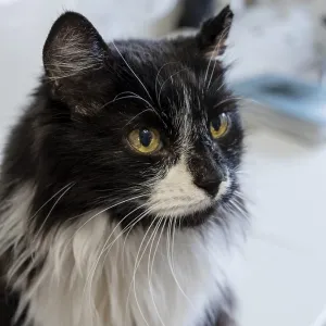 Domestic black cat with white chest and yellow eyes Domestic black cat with white chest and yellow eyes
