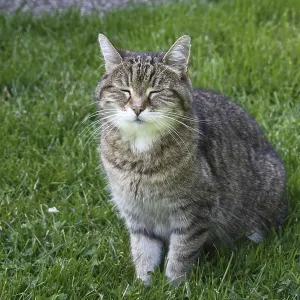 Domestic cat Domestic cat