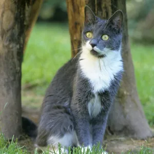 Domestic cat