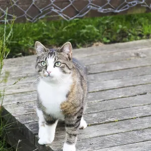 Domestic cat Domestic cat