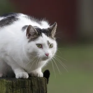 Domestic cat (Felidae) pet, cats Domestic cat (Felidae) pet, cats