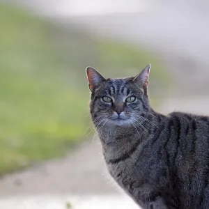Gato doméstico (Felis catus), retrato.