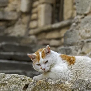 Domestic cat (Felis catus) resting outdoors in alley of old village in the Provence