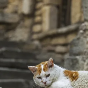 Domestic cat (Felis catus) resting outdoors in alley of old village in the Provence