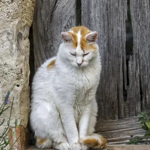 Domestic cat (Felis catus) resting outdoors in front of old wooden door of house in French village in the Provence