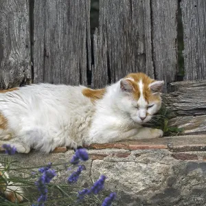 Domestic cat (Felis catus) resting outdoors in front of old wooden door of house in French village in the Provence