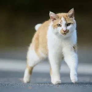 Domestic cat (Felis catus) walking on a street Domestic cat (Felis catus) walking on a street
