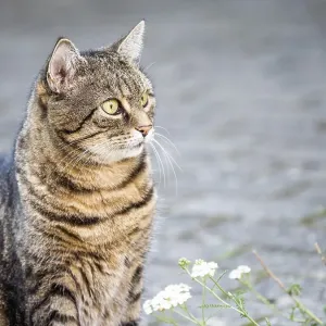 Domestic cat (Felis silvestris catus) Domestic cat (Felis silvestris catus)