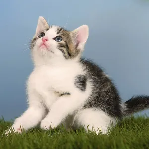 Domestic cat, kitten