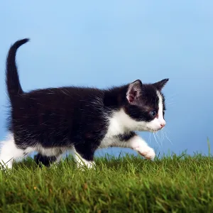 Domestic cat, kitten Domestic cat, kitten