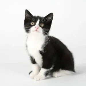 Domestic Cat, 8 Week Old Kitten Print Domestic Cat, 8 Week Old Kitten Print