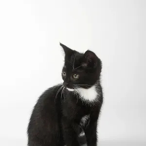 Domestic Cat, Kitten 8 Weeks Print