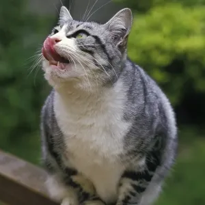 Domestic Cat Licking its Chops