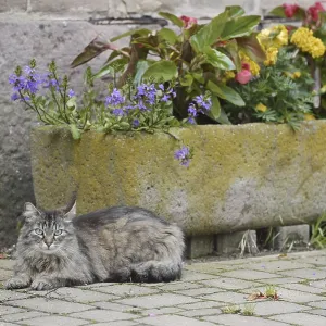 Domestic cat lying in front of a flower pot with blooming flowers