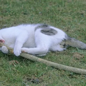 Domestic cat lying in the grass, biting at a stick