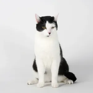 Domestic cat, male cat