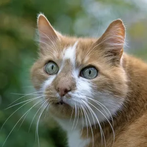 Domestic cat, male cat