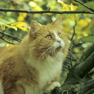 Domestic cat, male cat