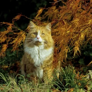 Red-White Domestic Cat Male Print