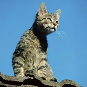 Domestic Cat (mammals) (animals) (pet) (short-haired) (outdoor) (adult) (sitting) (roof) (vertical) tabby mackerel