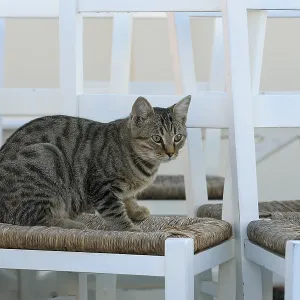 Domestic cat, Santorini, Greece