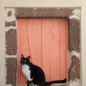 Domestic cat, Santorini, Greece