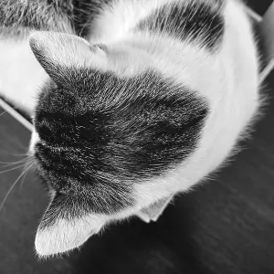 A domestic cat sleeps curled up in a wooden crate A domestic cat sleeps curled up in a wooden crate