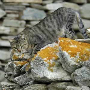 Domestic cat, tabby, climbing down from a wall Domestic cat, tabby, climbing down from a wall