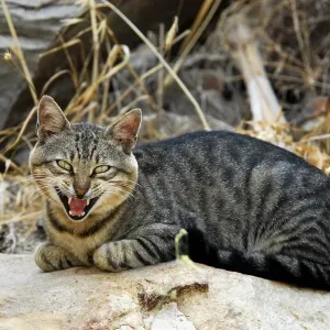 Domestic Cat Lying on Stone Print, Tinos Island, Greece