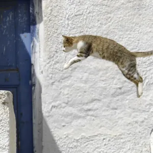 Domestic cat taking a leap, Tinos Island Domestic cat taking a leap, Tinos Island