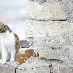 Domestic cat in the village. Turkey Domestic cat in the village. Turkey