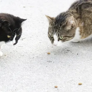 Domestic cats Domestic cats