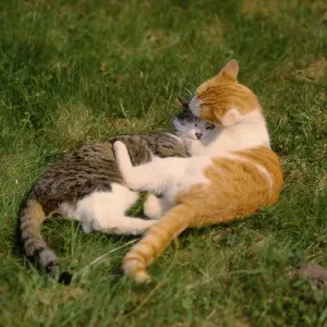 Domestic cats playing