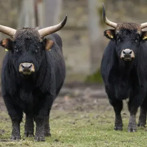 Two domestic cattle (Bos primigenius) Two domestic cattle (Bos primigenius)