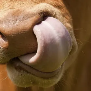 Domestic cattle, Limousin cattle, close-up of muzzle, licking nose, England, United Kingdom, Europe Domestic cattle, Limousin cattle, close-up of muzzle, licking nose, England, United Kingdom, Europe