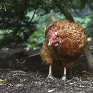 Domestic chicken, (Gallus gallus domesticus) Chicken