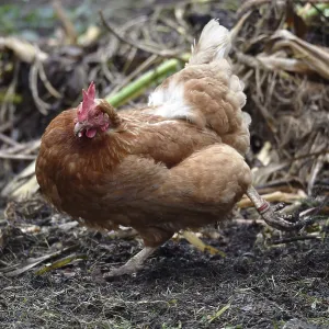 Domestic chicken, (Gallus gallus domesticus) Chicken
