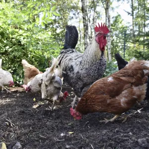 Domestic cock, rooster (Gallus gallus domesticus) and hens