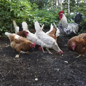 Domestic cock, rooster (Gallus gallus domesticus) and hens