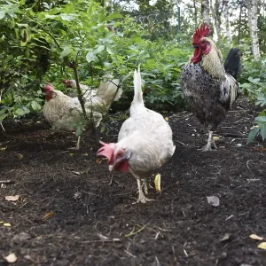 Domestic cock, rooster (Gallus gallus domesticus) and hens