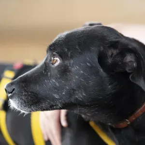 Domestic dog (Canis lupus familiaris) Domestic dog (Canis lupus familiaris)
